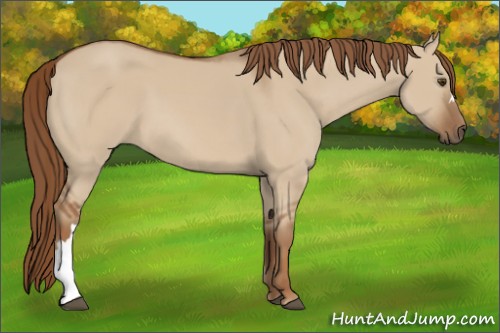 Horse Color:Red Dun 