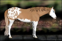 Horse Color:Chestnut Splash Appaloosa 
