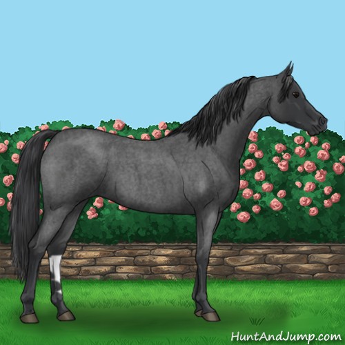 Horse Color:Blue Roan 