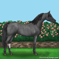 Horse Color:Blue Roan 