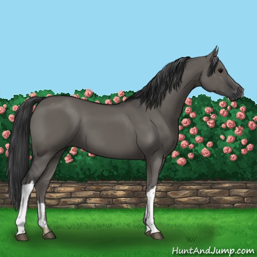 Horse Color:Grullo 
