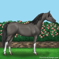 Horse Color:Grullo 