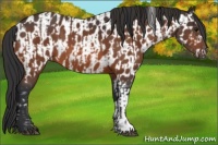 Horse Color:Bay Rabicano  and Bay Near Leopard Rabicano 