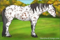 Horse Color:Bay Near Leopard Rabicano  and Bay Near Leopard Rabicano 