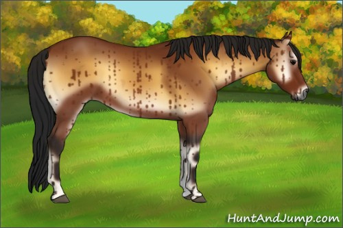 Horse Color:Gray Bay Onyx 