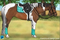 Horse Color:Buckskin Tobiano