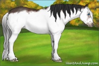 Horse Color:Bay Splash Frame Rabicano 