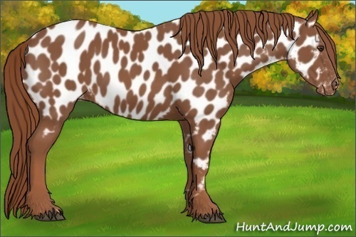 Horse Color:Chestnut Appaloosa 