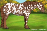 Horse Color:Chestnut Appaloosa 