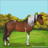 Horse Color:Buckskin Tobiano 