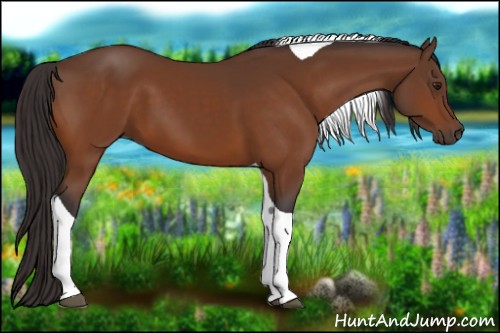 Horse Color:Buckskin Tobiano
