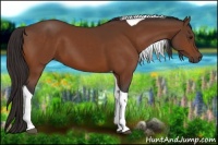 Horse Color:Buckskin Tobiano 
