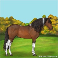 Horse Color:Buckskin Tobiano 