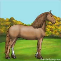 Horse Color:Chestnut 