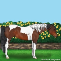 Horse Color:Bay Tobiano 