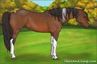 Horse Color:Buckskin Tobiano