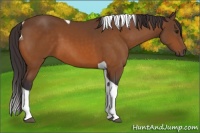 Horse Color:Buckskin Tobiano 