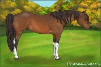Horse Color:Buckskin Tobiano 