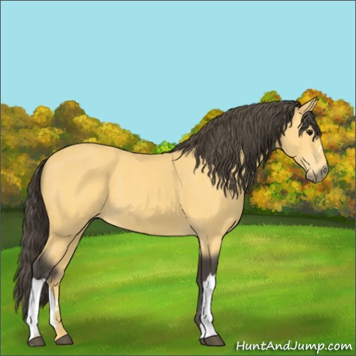 Horse Color:Buckskin 
