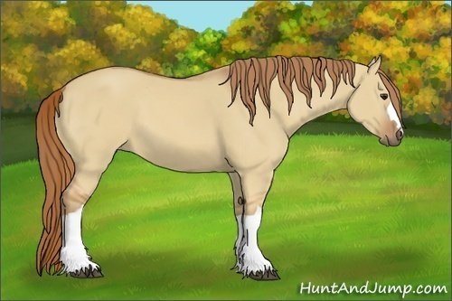 Horse Color:Red Dun 