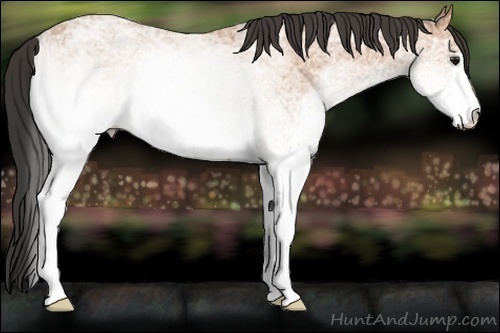Horse Color:White Spotted Bay Ice 