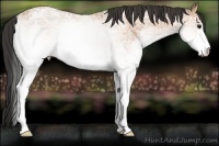 Horse Color:White Spotted Bay Ice 