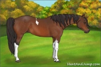Horse Color:Buckskin Tobiano