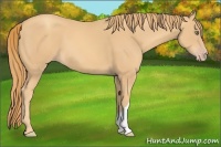 Horse Color:Gold Champagne 