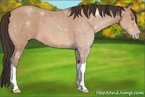 Horse Color:Amber Champagne 