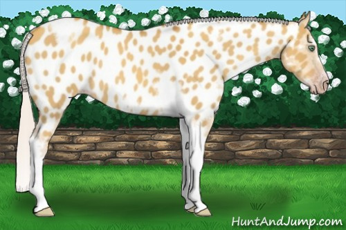 Horse Color:Gray Silver Amber Cream Champagne Roan Dun Splash Tobiano Frame Appaloosa Rabicano 