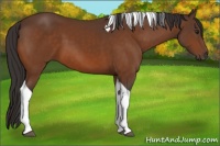 Horse Color:Buckskin Tobiano