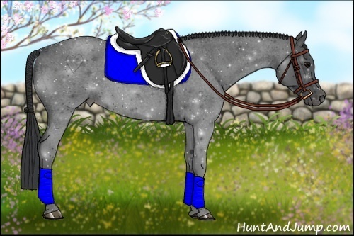 Horse Color:Blue Roan