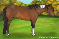 Horse Color:Buckskin Tobiano 