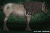 Horse Color:Smoky Blue Roan