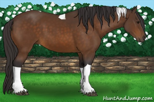 Horse Color:Buckskin Tobiano 