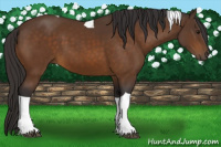 Horse Color:Buckskin Tobiano