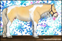 Horse Color:Palomino Tobiano