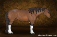 Horse Color:Buckskin Tobiano