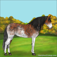 Horse Color:Gray White Spotted Black  and Gray White Spotted Bay 