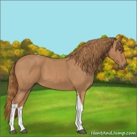Horse Color:Red Roan Tobiano 