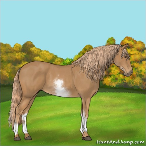 Horse Color:White Spotted Red Roan 