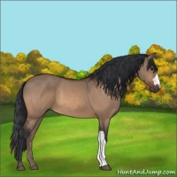 Horse Color:Bay Dun 