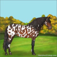 Horse Color:Bay Appaloosa 