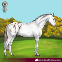 Horse Color:Gray White Spotted Bay Appaloosa 