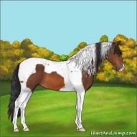 Horse Color:Bay Tobiano 