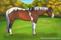 Horse Color:Bay Sabino Splash Tobiano Varnish 