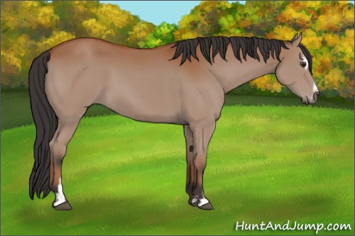 Horse Color:Bay Sabino 