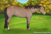 Horse Color:Bay Sabino 