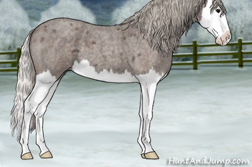 Horse Color:Silver Blue Roan Splash 