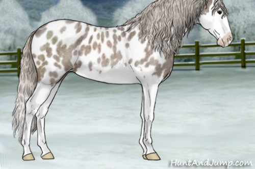 Horse Color:Silver Blue Roan Splash Appaloosa 